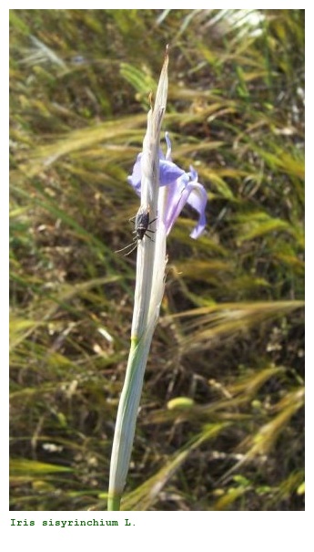 Iris sisyrinchium L.